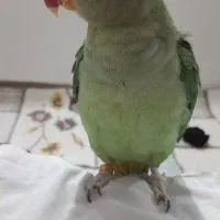 شاه طوطی ماده