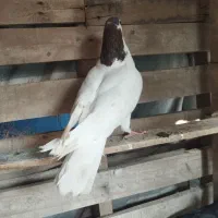 رنگی|پرنده|اهواز, امانیه|دیوار