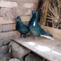 کفتر جفتی