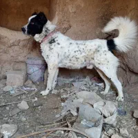 سگ قهدریجانی