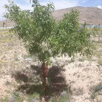 زمین دماوند