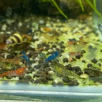 میگو شریمپ رنگی|ماهی|یزد, |دیوار