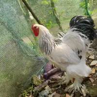 مرغ خروس برهما لایت ۲،۶۰۰۰۰۰|حیوانات مزرعه|لاهیجان, آهندان|دیوار