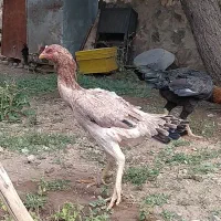 مرغ لاری
