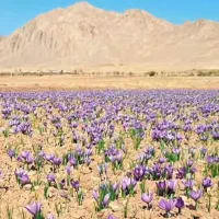 زعفران اصل استهبان