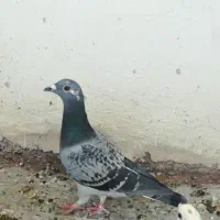 پلاکی خط سفید|پرنده|دهدشت, |دیوار