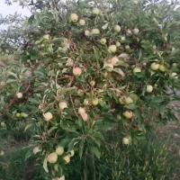 فروش-باغ-ویلا-ابتدا-جاده-کپرگه