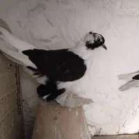 کبوتر ابلاخ