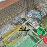 مرغ عشق|پرنده|شهرضا, |دیوار