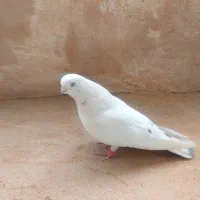 کبوتر|پرنده|بروجن, |دیوار