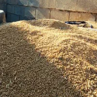 گندم چمران۲