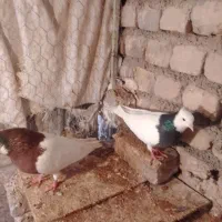 کبوتر|پرنده|نیشابور, مازول|دیوار