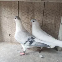 ساده افغانی|پرنده|مشهد, هفده شهریور|دیوار