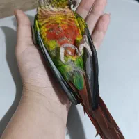 گرینچیک سخنگو نر|پرنده|رشت, کوی مهر|دیوار