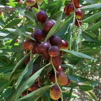 فروش نهال زرشک و عناب پاجوش|گل و گیاه طبیعی|بیرجند, |دیوار