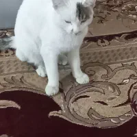 فروش|گربه|زاهدان, |دیوار