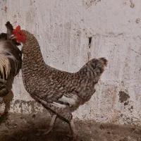 دو عدد مرغ محلی یک عدد گلپایگانی