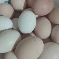 .تخم مرغ محلی