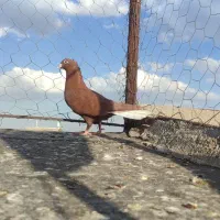 سرخ دم سفید ماده