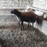 قوچ و بز