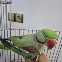 شاه طوطی گمشده|حیوانات|امیدیه, |دیوار