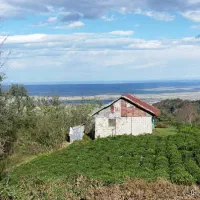 4هکتار زمین،باغ چای لوکیشن توریستی بام سبز لیلاکوه|فروش زمین و ملک کلنگی|لنگرود, |دیوار