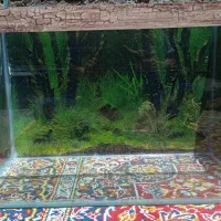آکواریوم ماهی