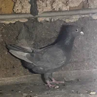 سرک سیاه|پرنده|شیراز, شهرک نیروی انتظامی|دیوار