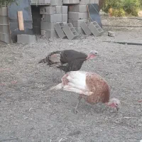 بوقلمون ماده