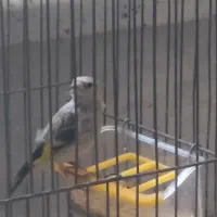 جوجه سهره نر