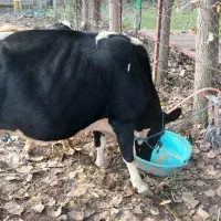 گاو شیری با گوساله نر