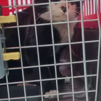 گربه حمایتی تاکسیدو