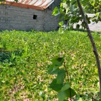 زمین مسکونی ۲۵۰متر با نامه بنیاد (خشکبیجار)