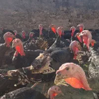 بوقلمون|حیوانات مزرعه|اصلاندوز, |دیوار