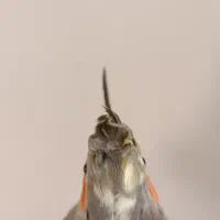 عروس هلندی سینامون ماده خال دار