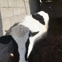 گاو شیری|حیوانات مزرعه|سیدآباد, |دیوار