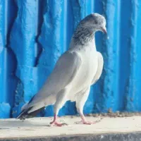 کشتنی