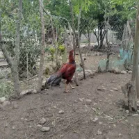 فروش تخم لاری و تخم غاز