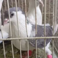 کبوتر بی بام