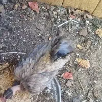 مرغ دیلگونی