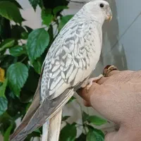 فروش پرنده|پرنده|سامان, |دیوار