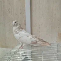 کبوتر نوک ریز