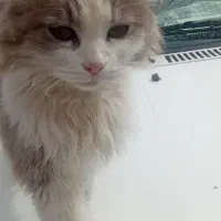 واگذاری گربه پرشین