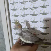 عروس هلندی سرلاکی نرمخور دونخور دستی نرماده بالغ|پرنده|شیراز, پودنک|دیوار