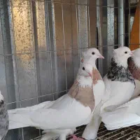 فروش تعدادی طوقی|پرنده|خوسف, |دیوار