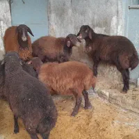 سلام گوسفندهتروبابره ماده هترو