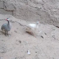 مرغ شاخدار|حیوانات مزرعه|اهواز, بهارستان|دیوار