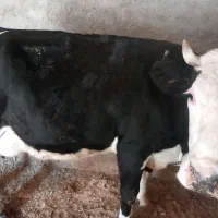 گاوه قصر درج یک