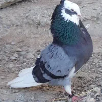 کبوترای گلچین انتیک فی تومتن نوشتم بخان