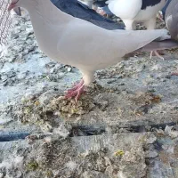 تعدادی کفتر ماده و نر|پرنده|زرند, |دیوار